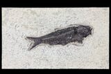 Fossil Fish (Knightia) - Green River Formation #126179-1